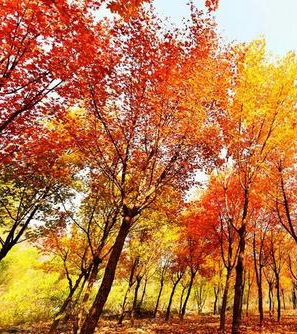 【看点】火烧林之箭（小说）